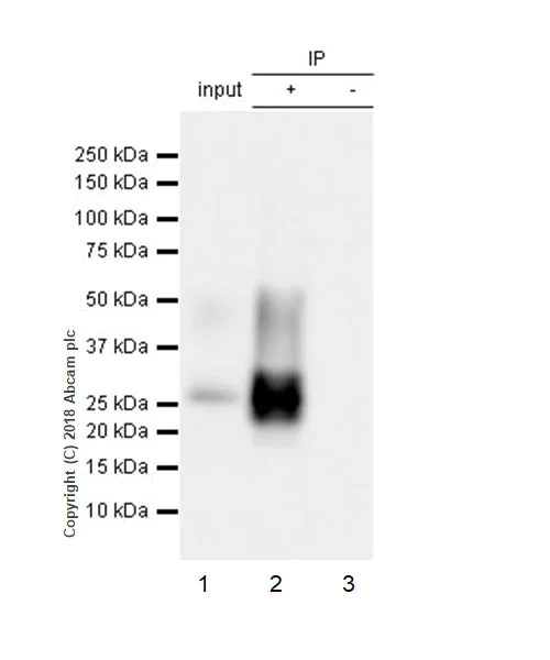 Immunoprecipitation - Anti-AICL antibody [EPR22061] - BSA and Azide free (AB235626)