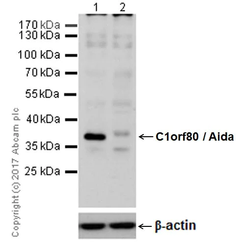 Western blot - Anti-AIDA antibody [EPR19161] - BSA and Azide free (AB224718)