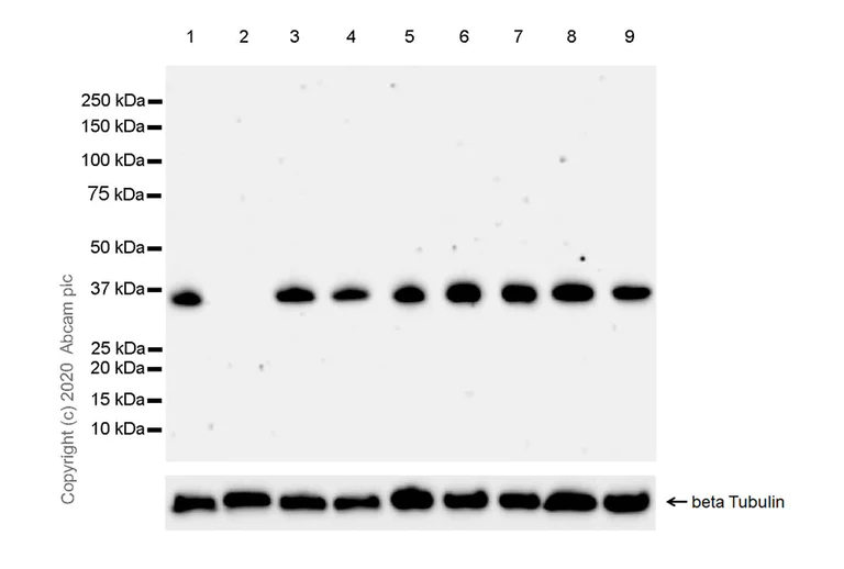Western blot - Anti-AIDA antibody [EPR20903-53] - BSA and Azide free (AB274421)