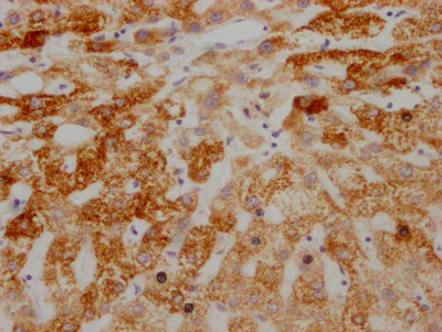 Immunohistochemistry (Formalin/PFA-fixed paraffin-embedded sections) - Anti-AIF antibody [4B2] - Mitochondrial Marker (AB288370)