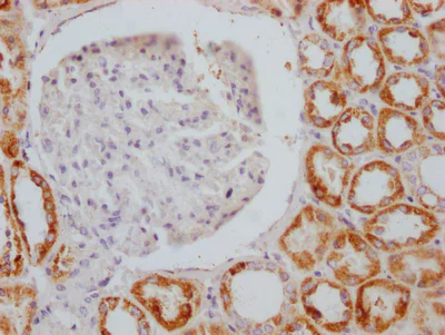 Immunohistochemistry (Formalin/PFA-fixed paraffin-embedded sections) - Anti-AIF antibody [4B2] - Mitochondrial Marker (AB288370)