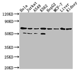 Western blot - Anti-AIF antibody [4B2] - Mitochondrial Marker (AB288370), expandable thumbnail