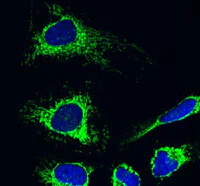 Immunocytochemistry/ Immunofluorescence - Anti-AIF antibody [7F7AB10] - Mitochondrial Marker (AB110327)