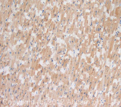 Immunohistochemistry (Formalin/PFA-fixed paraffin-embedded sections) - Anti-AIF antibody [7F7AB10] - Mitochondrial Marker (AB110327), expandable thumbnail