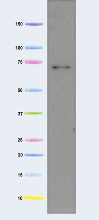 Western blot - Anti-AIF antibody [7F7AB10] - Mitochondrial Marker (AB110327), expandable thumbnail