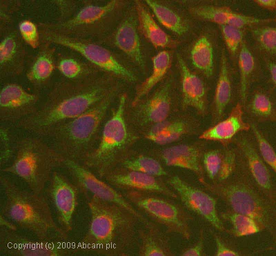 Immunocytochemistry/ Immunofluorescence - Anti-AIF antibody [E20] - BSA and Azide free (AB220215)
