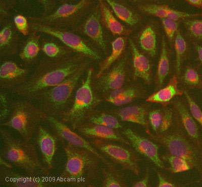 Immunocytochemistry/ Immunofluorescence - Anti-AIF antibody [E20] - Mitochondrial Marker (AB32516), expandable thumbnail