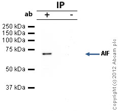 Immunoprecipitation - Anti-AIF antibody [E20] - Mitochondrial Marker (AB32516), expandable thumbnail