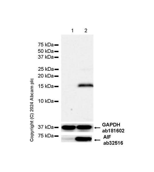 Western blot - Anti-AIF antibody [E20] - Mitochondrial Marker (ab32516), expandable thumbnail