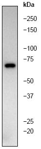 Western blot - Anti-AIF antibody [E20] - Mitochondrial Marker (AB32516), expandable thumbnail