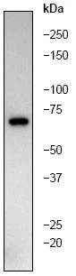 Western blot - Anti-AIF antibody [E20] - Mitochondrial Marker (AB32516)
