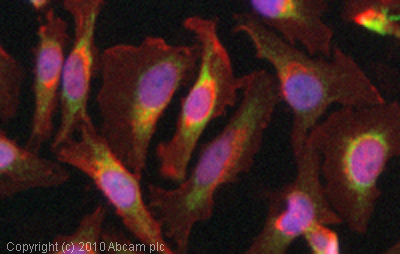 Immunocytochemistry/ Immunofluorescence - Anti-AIF antibody - Mitochondrial Marker (AB1998)