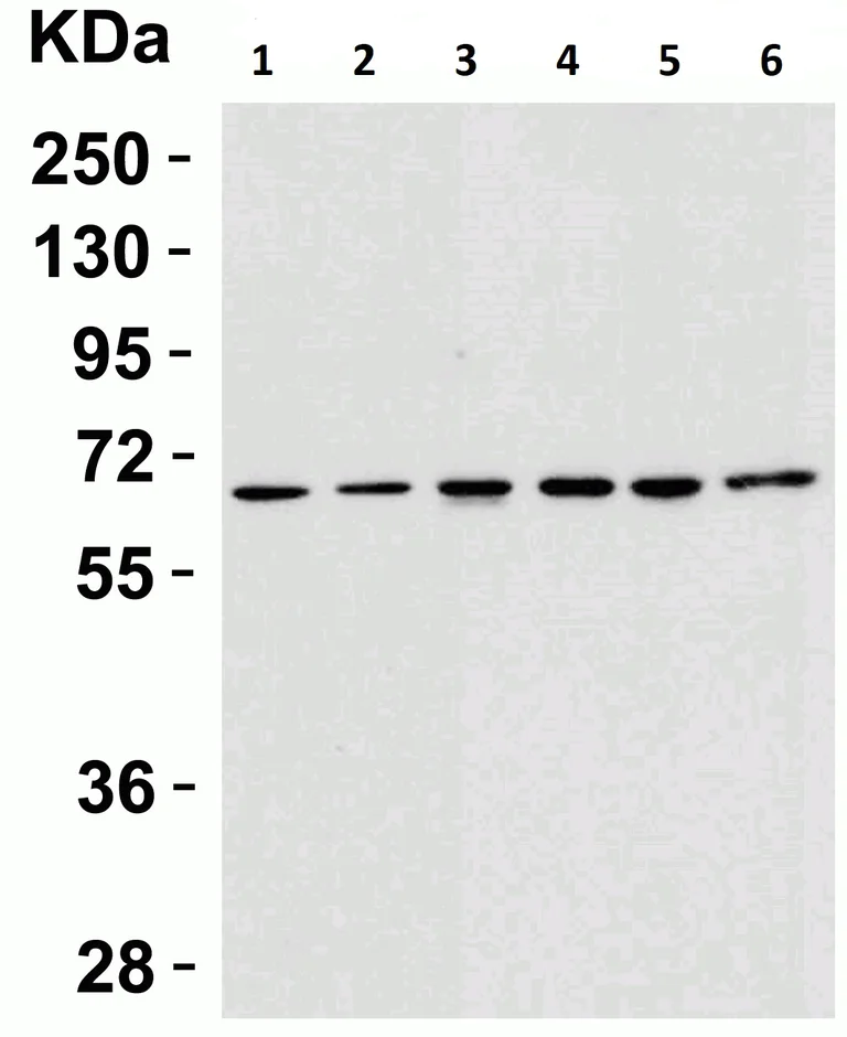 Western blot - Anti-AIF antibody - Mitochondrial Marker (AB1998)