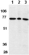 Western blot - Anti-AIF antibody - Mitochondrial Marker (AB1998)