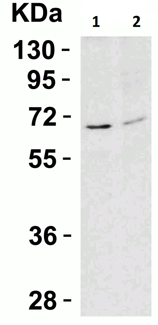 Western blot - Anti-AIF antibody - Mitochondrial Marker (AB1998)