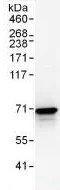 Immunoprecipitation - Anti-AIF antibody - Mitochondrial Marker (AB99437)