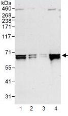 Western blot - Anti-AIF antibody - Mitochondrial Marker (AB99437), expandable thumbnail