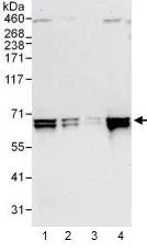 Western blot - Anti-AIF antibody - Mitochondrial Marker (AB99437)