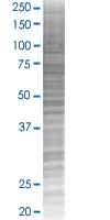 SDS-PAGE - AIF overexpression 293T lysate (whole cell) (AB94072)