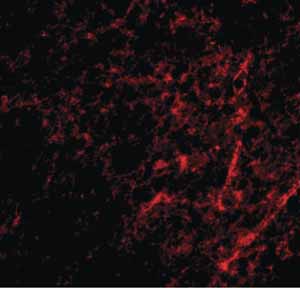 Immunohistochemistry (Formalin/PFA-fixed paraffin-embedded sections) - Anti-AIFM3 antibody (AB106359)
