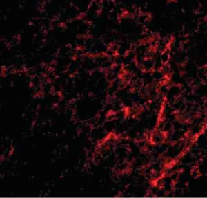 Immunohistochemistry (Formalin/PFA-fixed paraffin-embedded sections) - Anti-AIFM3 antibody (AB106359)