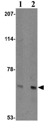 Western blot - Anti-AIFM3 antibody (AB106359)