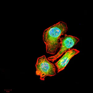 Immunocytochemistry/ Immunofluorescence - Anti-AIM2 antibody [3C4G11] (AB204995)