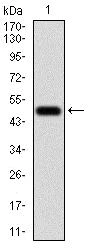 Western blot - Anti-AIM2 antibody [3C4G11] (AB204995)