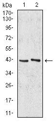 Western blot - Anti-AIM2 antibody [7G12D1] (AB233756)