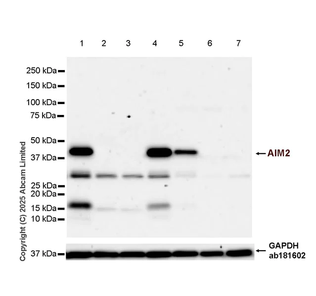 Western blot - Anti-AIM2 antibody [EPR27556-87] - BSA and Azide free (AB324439)