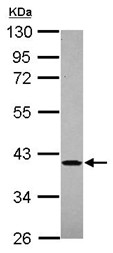 Western blot - Anti-AIMP2/p38 antibody (AB101840)