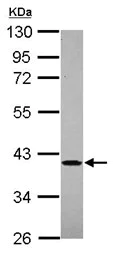Western blot - Anti-AIMP2/p38 antibody (AB101840)