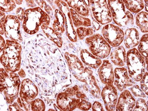 Immunohistochemistry (Formalin/PFA-fixed paraffin-embedded sections) - Anti-AIMP2/p38 antibody (AB228004), expandable thumbnail