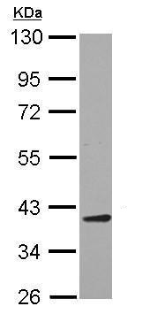 Western blot - Anti-AIMP2/p38 antibody (AB228004), expandable thumbnail