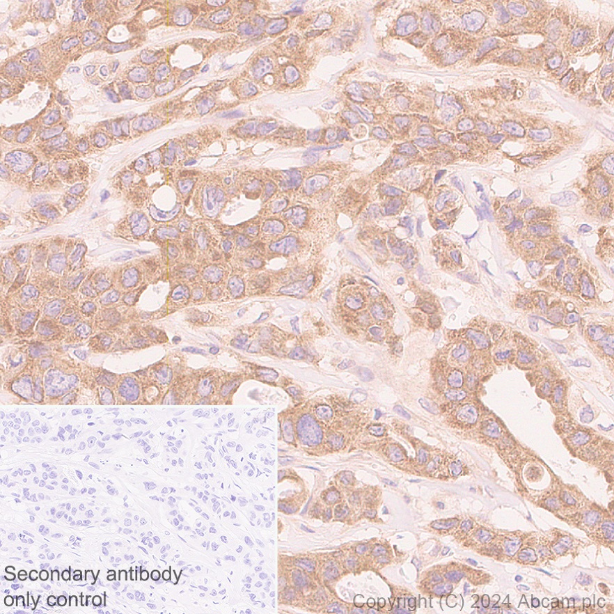 Immunohistochemistry (Formalin/PFA-fixed paraffin-embedded sections) - Anti-AIMP2/p38 antibody [EPR29127-48] - BSA and Azide free (ab316938), expandable thumbnail