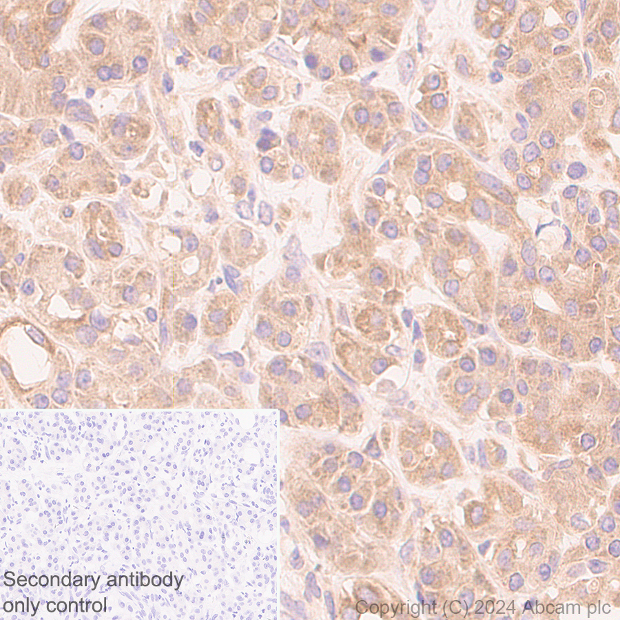 Immunohistochemistry (Formalin/PFA-fixed paraffin-embedded sections) - Anti-AIMP2/p38 antibody [EPR29127-48] - BSA and Azide free (AB316938), expandable thumbnail