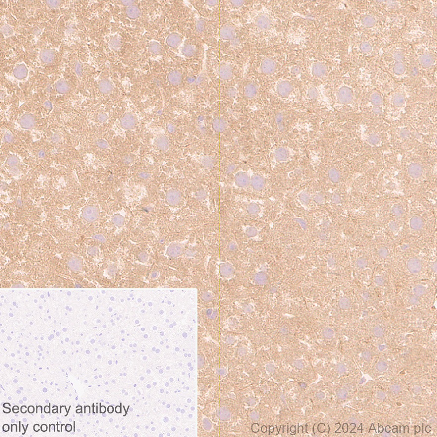 Immunohistochemistry (Formalin/PFA-fixed paraffin-embedded sections) - Anti-AIMP2/p38 antibody [EPR29127-48] - BSA and Azide free (AB316938), expandable thumbnail