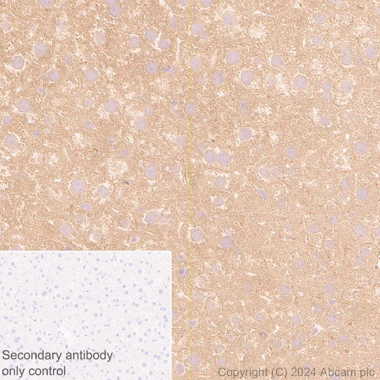 Immunohistochemistry (Formalin/PFA-fixed paraffin-embedded sections) - Anti-AIMP2/p38 antibody [EPR29127-48] - BSA and Azide free (AB316938)