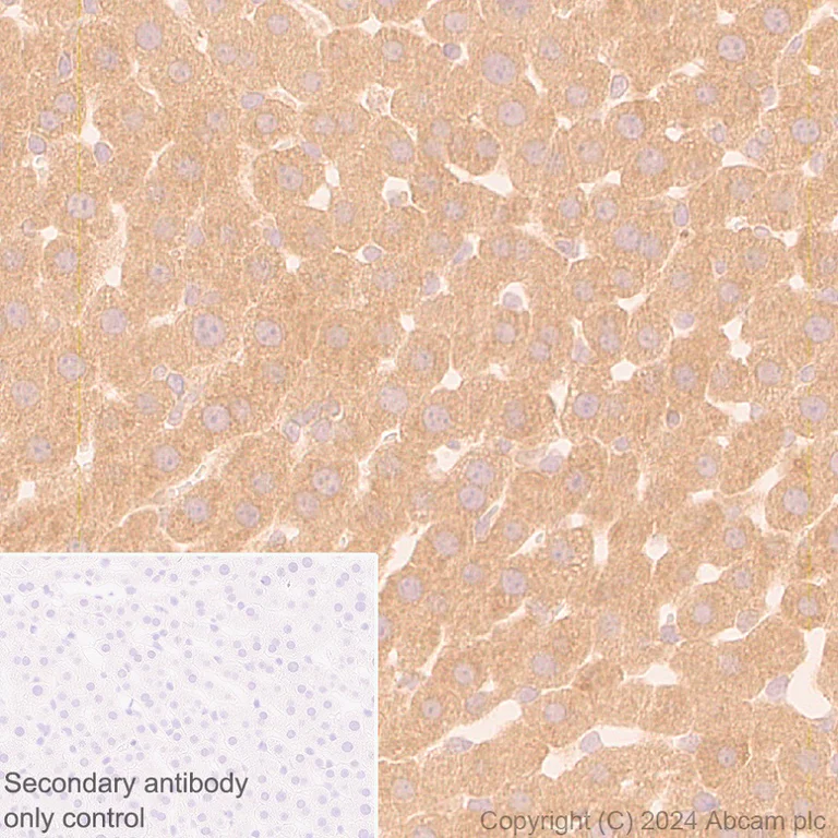 Immunohistochemistry (Formalin/PFA-fixed paraffin-embedded sections) - Anti-AIMP2/p38 antibody [EPR29127-48] - BSA and Azide free (AB316938)