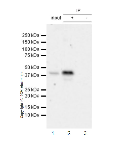 Immunoprecipitation - Anti-AIMP2/p38 antibody [EPR29127-48] - BSA and Azide free (ab316938), expandable thumbnail