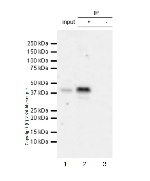 Immunoprecipitation - Anti-AIMP2/p38 antibody [EPR29127-48] - BSA and Azide free (AB316938)