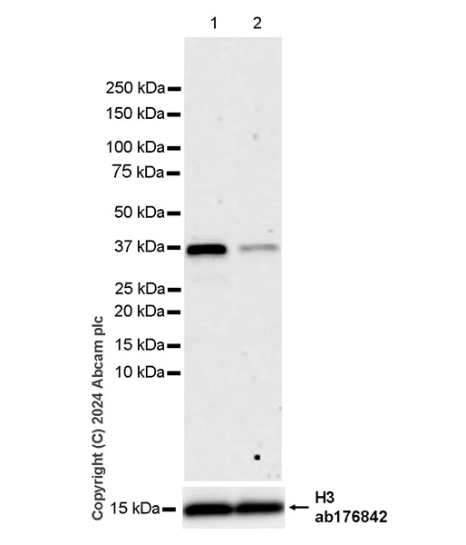 Western blot - Anti-AIMP2/p38 antibody [EPR29127-48] - BSA and Azide free (AB316938)