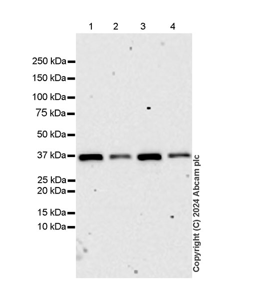 Western blot - Anti-AIMP2/p38 antibody [EPR29127-48] - BSA and Azide free (ab316938), expandable thumbnail