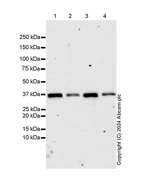 Western blot - Anti-AIMP2/p38 antibody [EPR29127-48] - BSA and Azide free (AB316938)