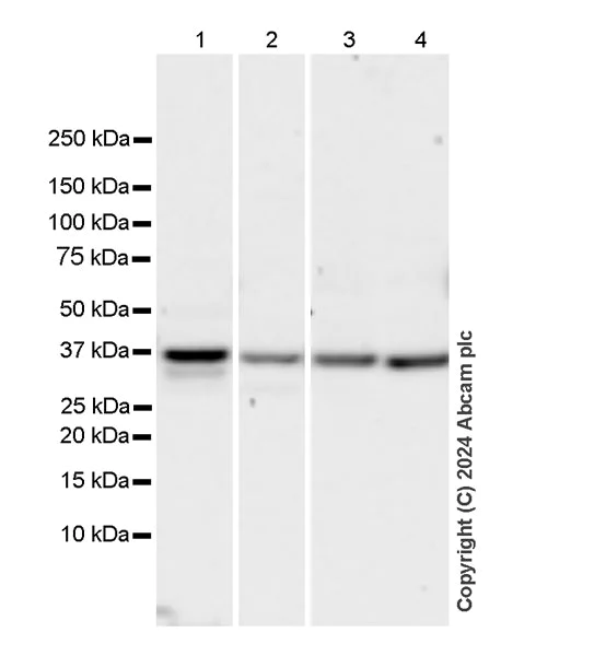 Western blot - Anti-AIMP2/p38 antibody [EPR29127-48] - BSA and Azide free (AB316938)