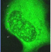 Immunocytochemistry/ Immunofluorescence - Anti-AIMP3/p18 antibody (AB31543)