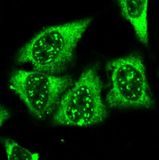Immunocytochemistry/ Immunofluorescence - Anti-AIMP3/p18 antibody (AB31543)