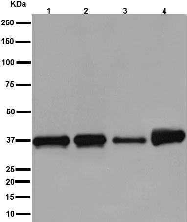 Western blot - Anti-AIP antibody [EPR13585] (AB192024)