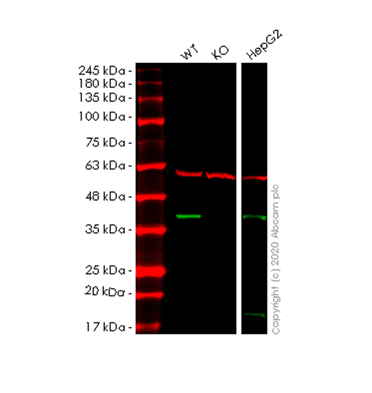 Western blot - Anti-AIP antibody [EPR13585] - BSA and Azide free (AB251106)
