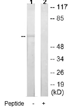 Western blot - Anti-AIRE antibody (AB65040)